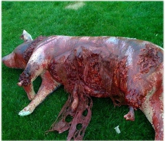 "Attacked and Mutilated Pig" Bloody Animal Halloween Prop