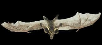 "Brown Bat with Skull Head" Animal Prop