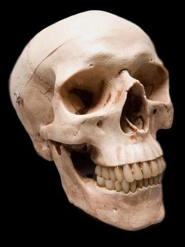 "Life-Size Skull - Aged 2nd Class" Halloween Prop
