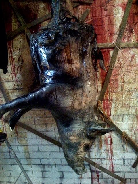 "Rotted Half Pig" Gory Animal Halloween Prop