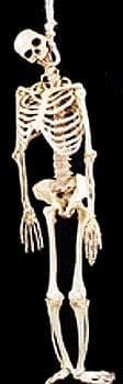 "Rubber Skeleton" Hanging Halloween Prop - 5'