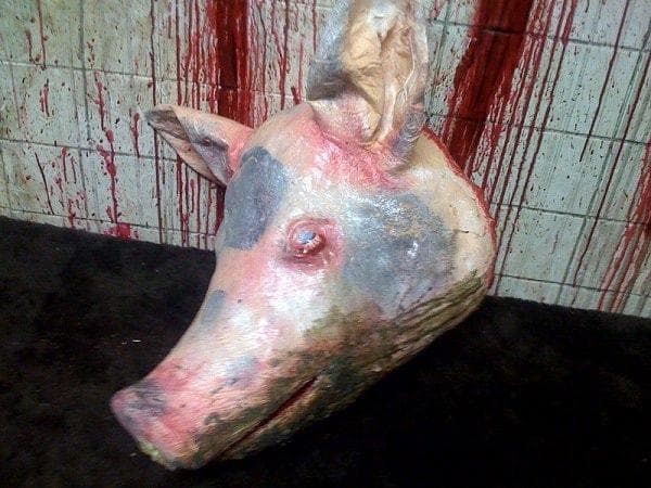 "Severed Pig Head" Animal Halloween Prop