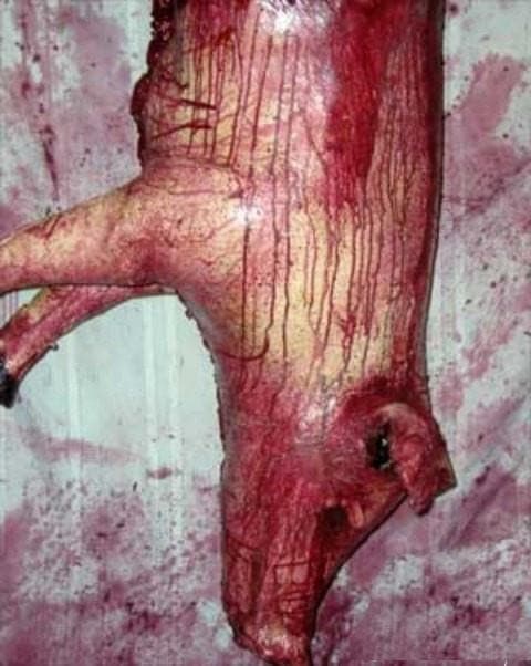 "Slaughtered Pig - Full Sized" Bloody Animal Prop