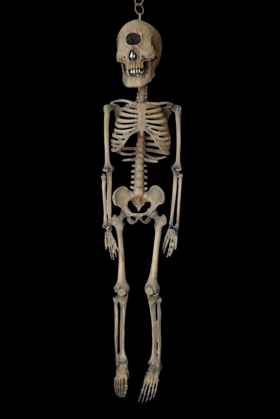 Cyclopes Skeleton Human Cyclop