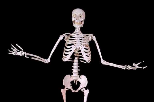 Harvey Posable Life Size Skeleton, 2nd Class