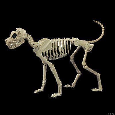 Buster Bonez Dog Skeleton Halloween Prop