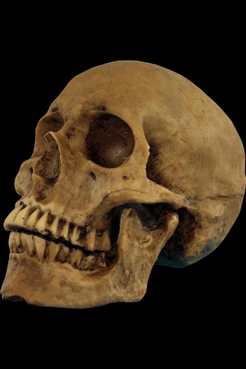 "Hard Resin Human Skull - Movable Jaw" Halloween Prop