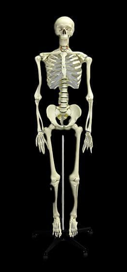 "Human Skeleton" Deluxe Movie Quality Halloween Prop