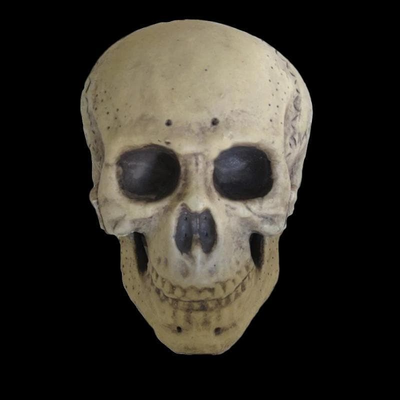 "Human Skull" Life Size Halloween Prop