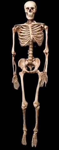 Life-Size Aged Skeleton