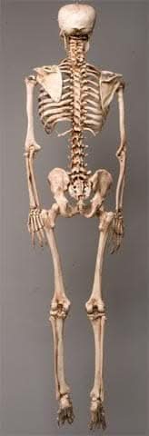 Getting Old Skeleton Life-Size Aged Skeleton – The Horror Dome