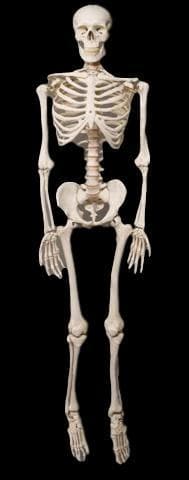 Life- Size Skeleton