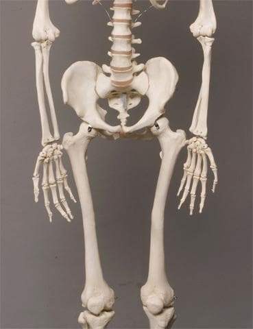 Life- Size Skeleton