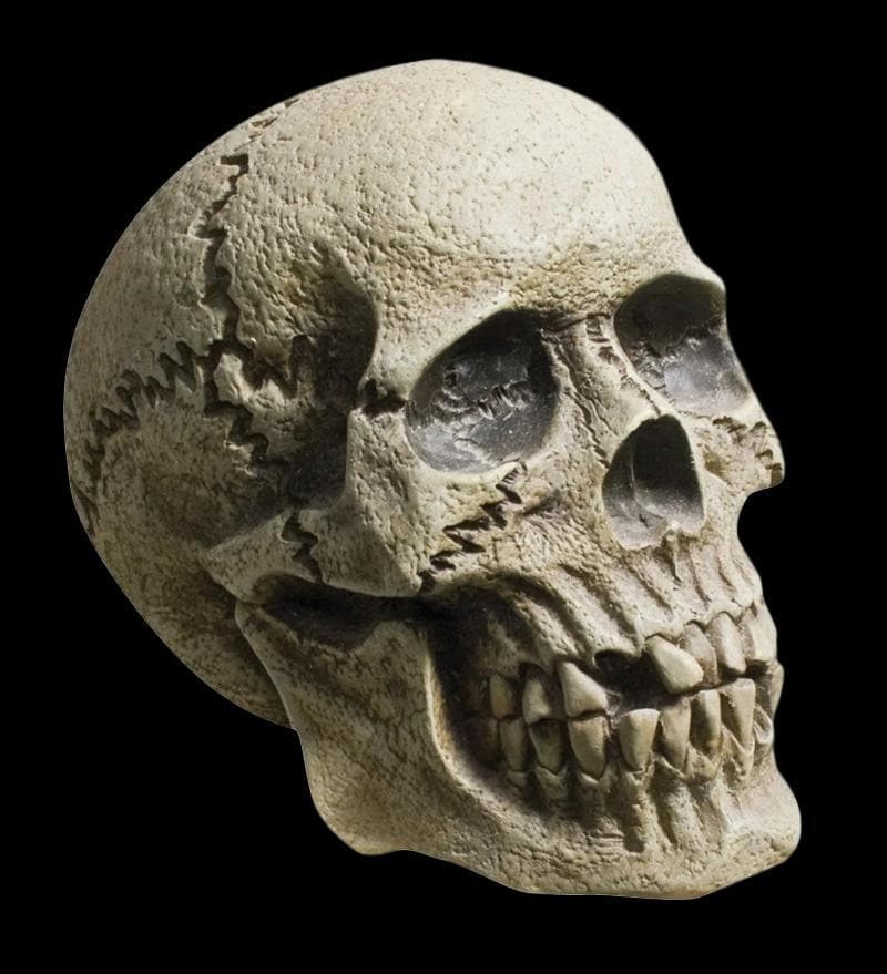 "Realistic Rotting Skull" Halloween Prop