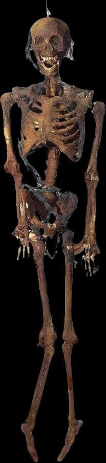 "Rotted Corpse" Skeleton Halloween Prop