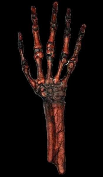 "Rotted Hand - Flesh and Bone" Human Body Part Halloween Prop