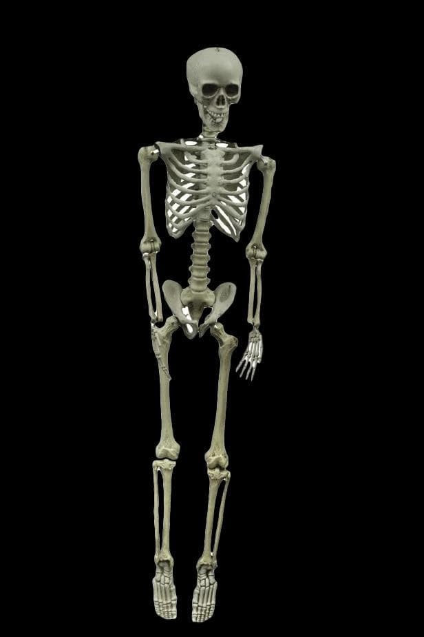 "Skeleton" Hanging Halloween Prop - 60"