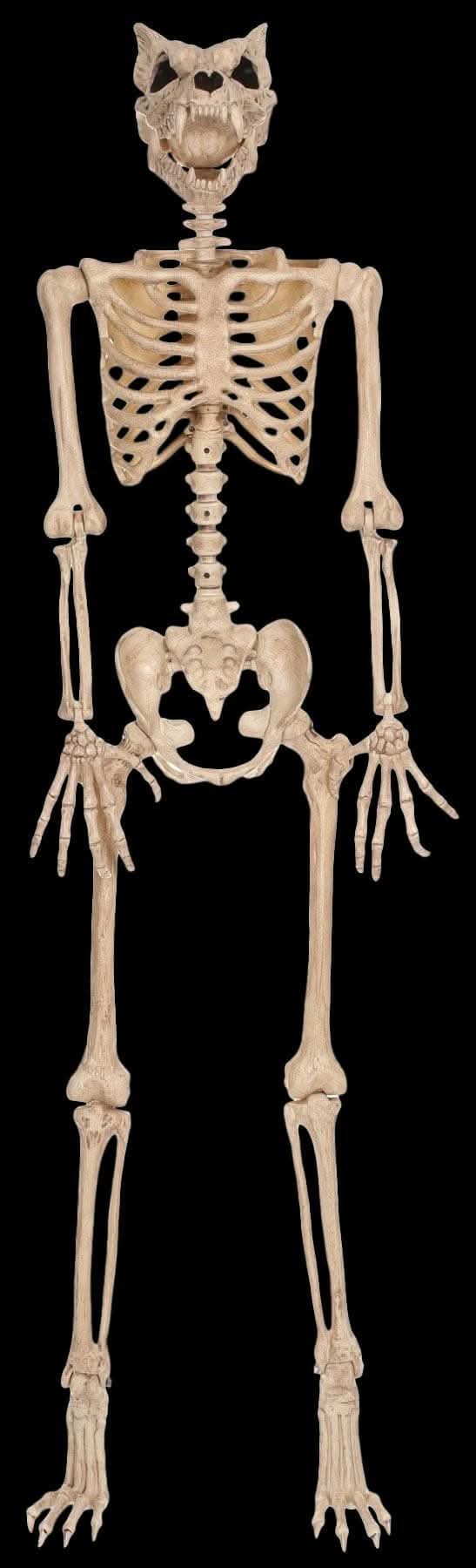 Overwolf Skeleton